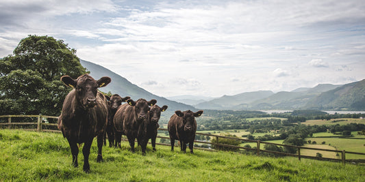 Proudly Local. Naturally Sustainable. Exceptional Grass-Fed Beef.